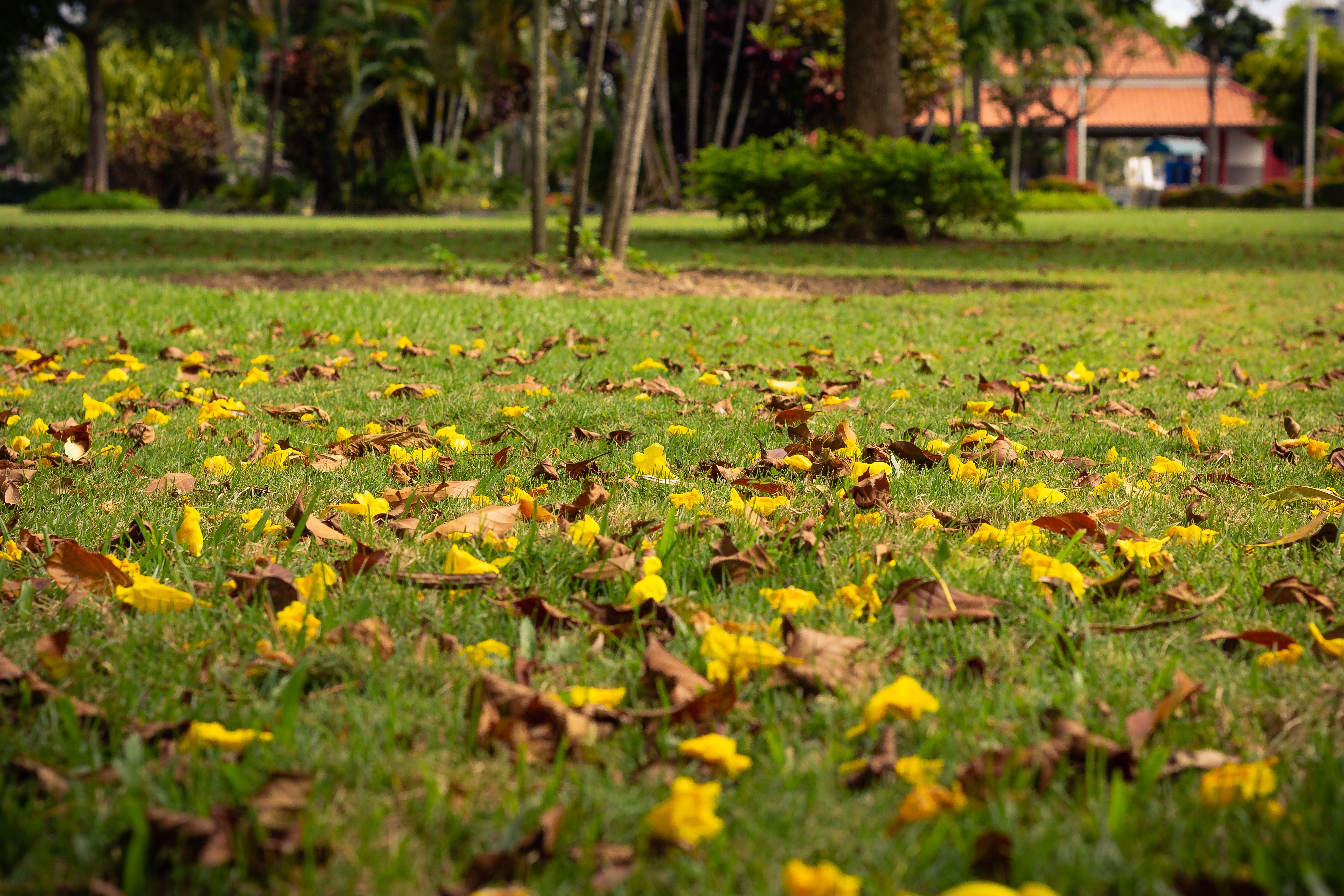 Autumn leaves scattered across a park lawn